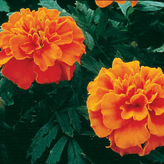marigold%20janie%20orange[1].jpg