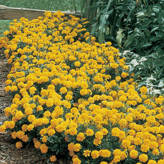 marigold%20janie%20primrose%20yellow[1].jpg