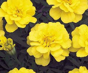 marigold%20safari%20yellow[1].jpg