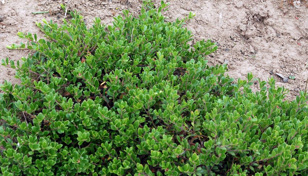 massachusetts_bearberry_04272026.jpg