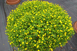 mecardonia_magic_carpet_yellow[1].jpg