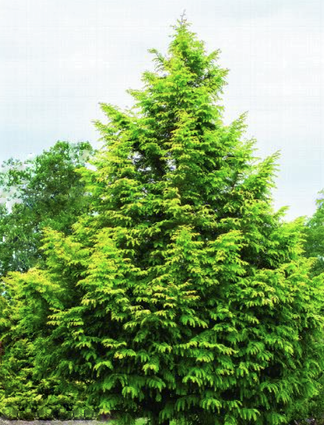 metasequoia_amber_glow.png