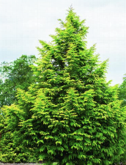 metasequoia_amber_glow.png