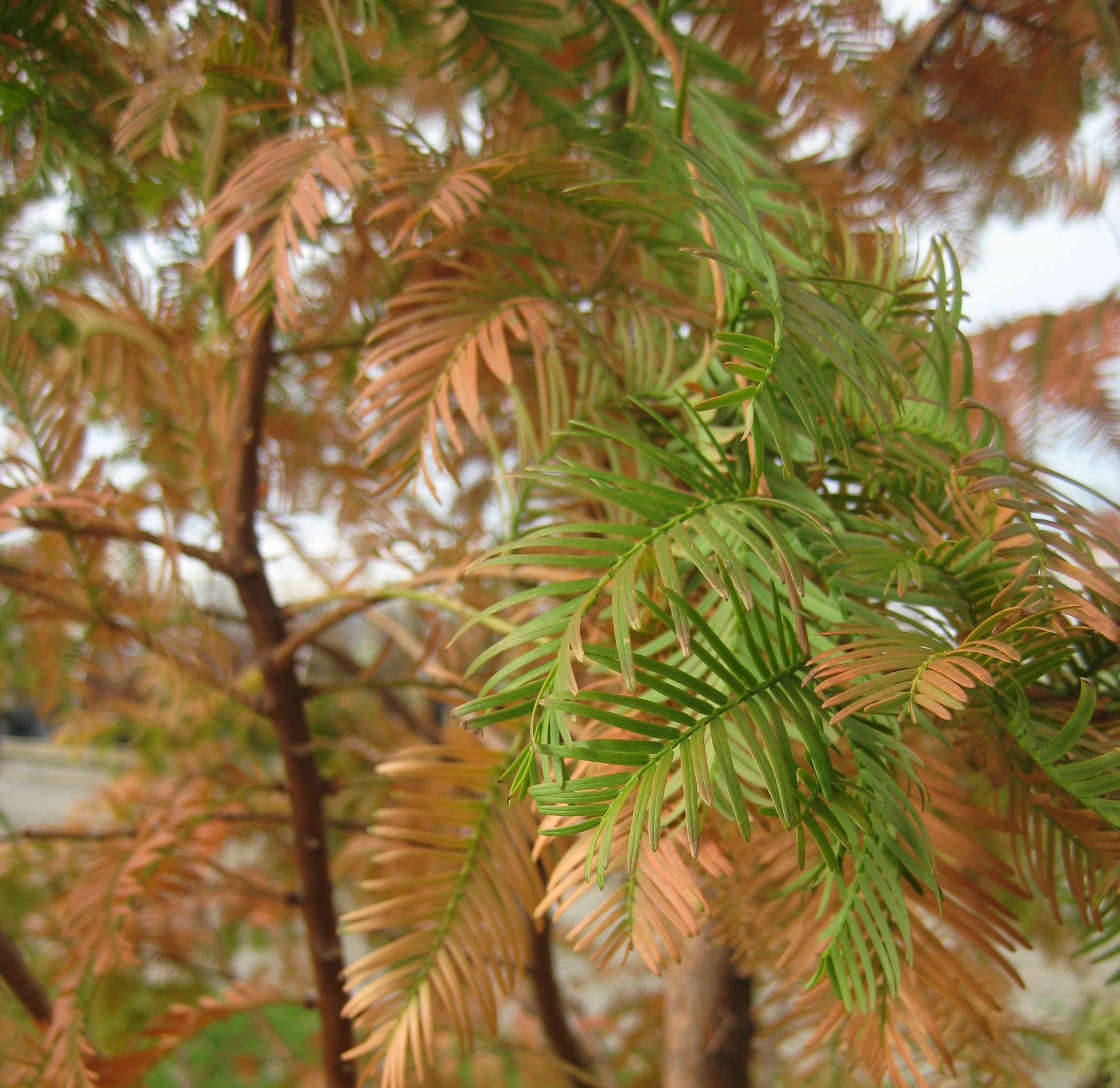 metasequoia glypt.jpg