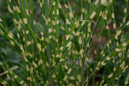 miscanthus_little_zebra.jpg