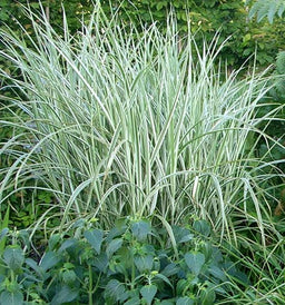 miscanthus_rigoletto.jpg