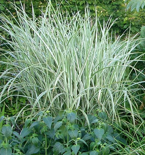 miscanthus_rigoletto.jpg