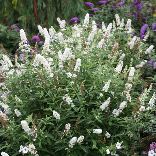 miss_pearl_buddleia_butterfly_bush_0.jpg