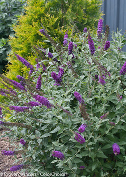 miss_violet_buddleia_from_pw.jpg