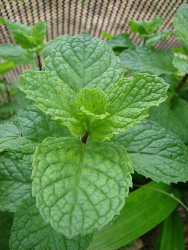 mojito_mint_small.jpg