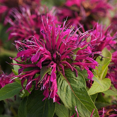 monarda_balmy_purple[1].jpg