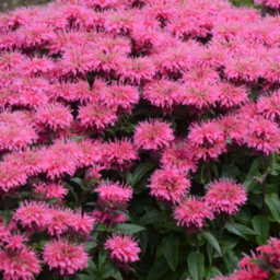 monarda_bubblegum_blast.png
