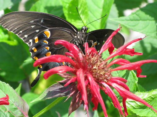 monarda_jacob_cline.jpg