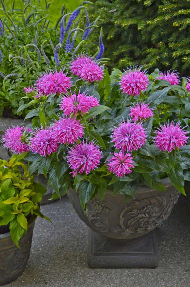 monarda_pardon_my_pink.jpg