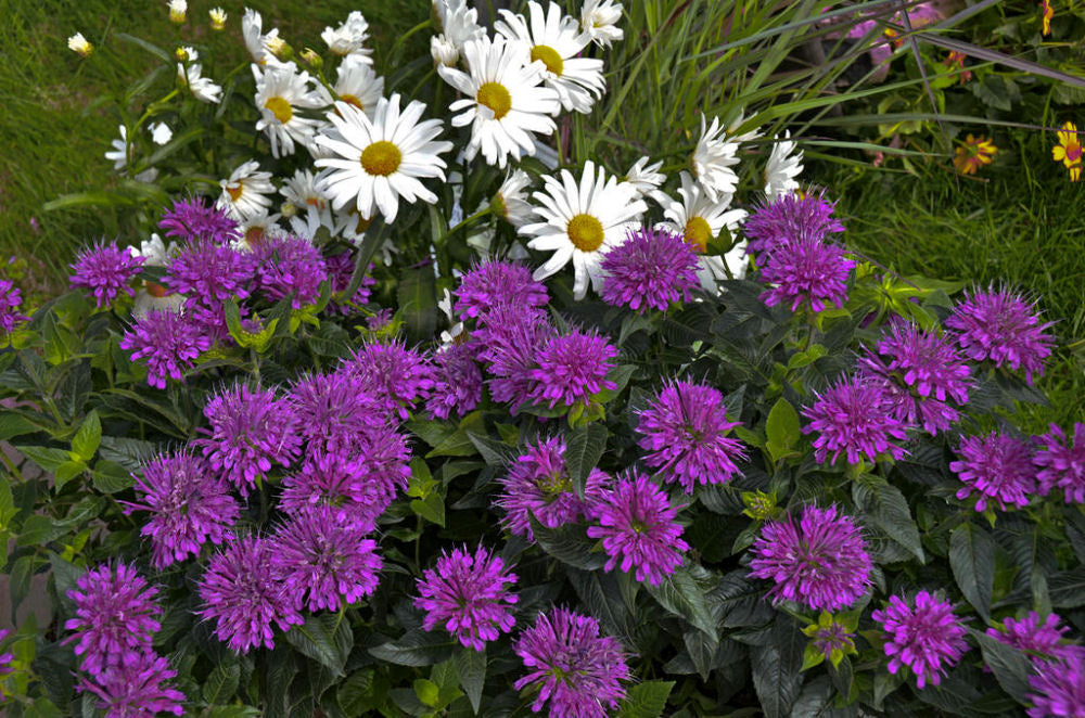 monarda_pardon_my_purple.jpg