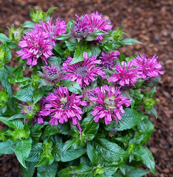 monarda_pocahontas_purple_rose_.jpeg