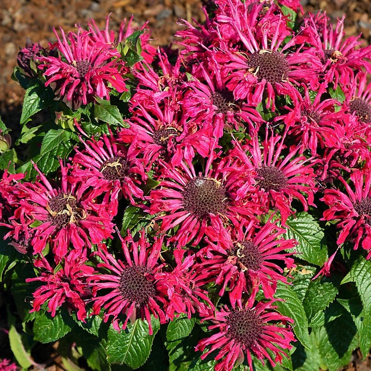 monarda_pocahontas_red_rose_.jpeg