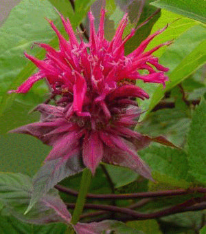 monarda_raspberry_wine.jpg