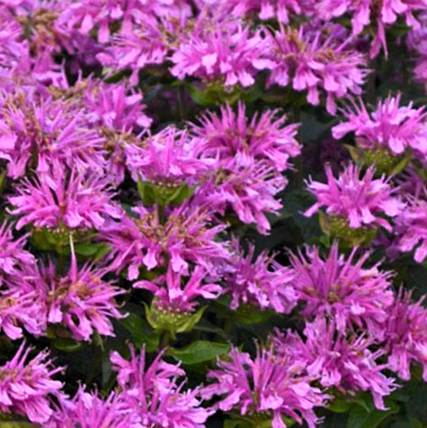monarda_rockin_raspberry.png