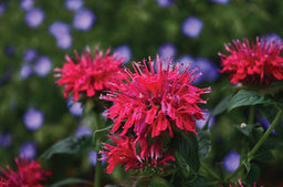 monarda_sugar_buzz_cherry_pops[1].jpg