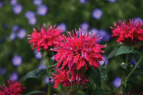 monarda_sugar_buzz_cherry_pops[1].jpg