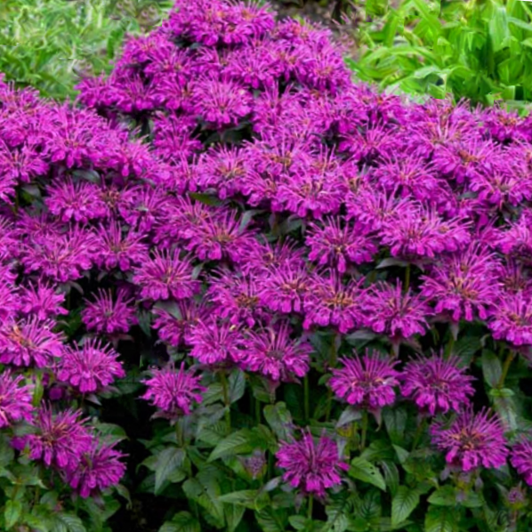monarda_sugar_buzz_grape_gumball.png