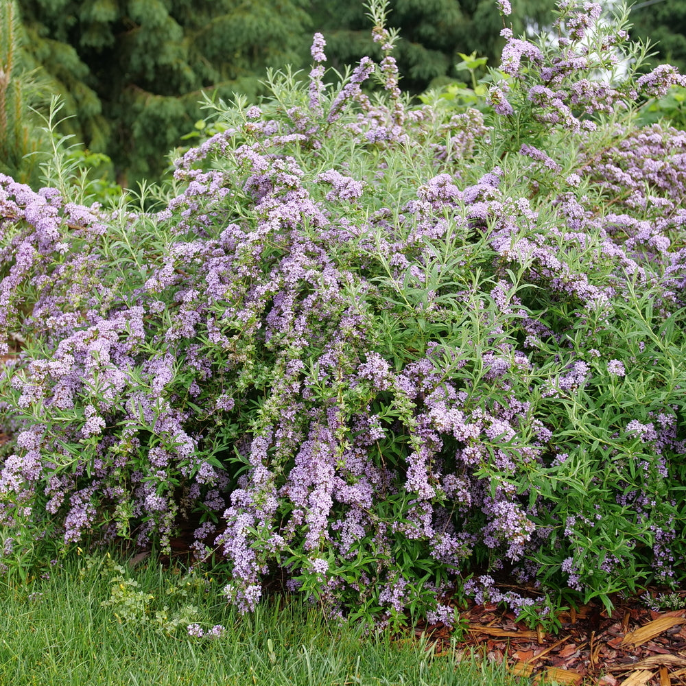 mop_top_butterfly_bush_1-ccpw.jpg