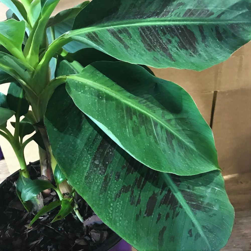 musa_dwarf_cavendish_.jpeg