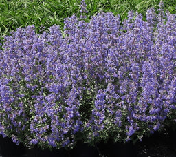 nepeta_blue_wonder[1].jpg