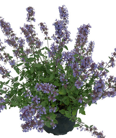 nepeta_cats_meow[1].jpg