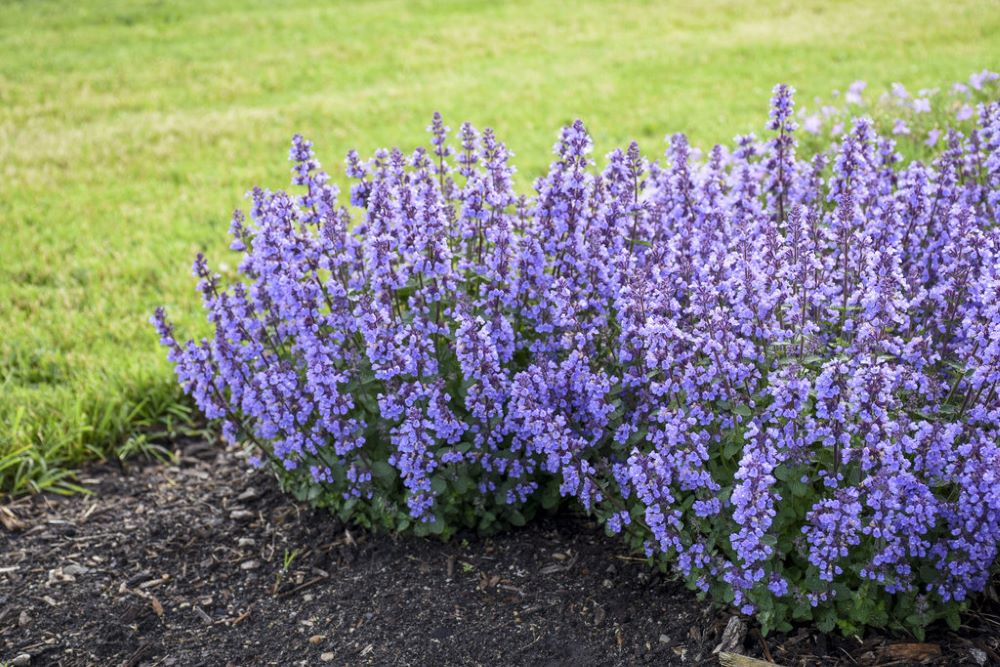 nepeta_cats_pajamas_3.jpg