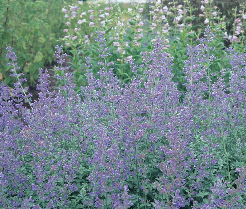 nepeta_dropmore.jpg