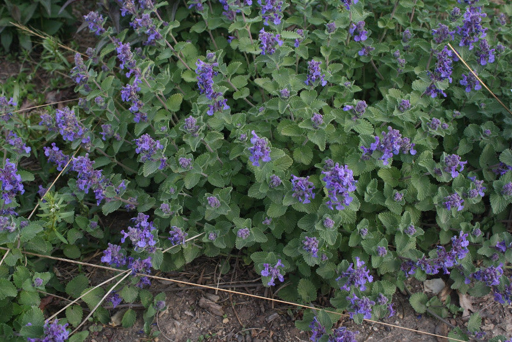 nepeta_early_bird_small.jpg