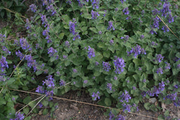 nepeta_early_bird_small.jpg