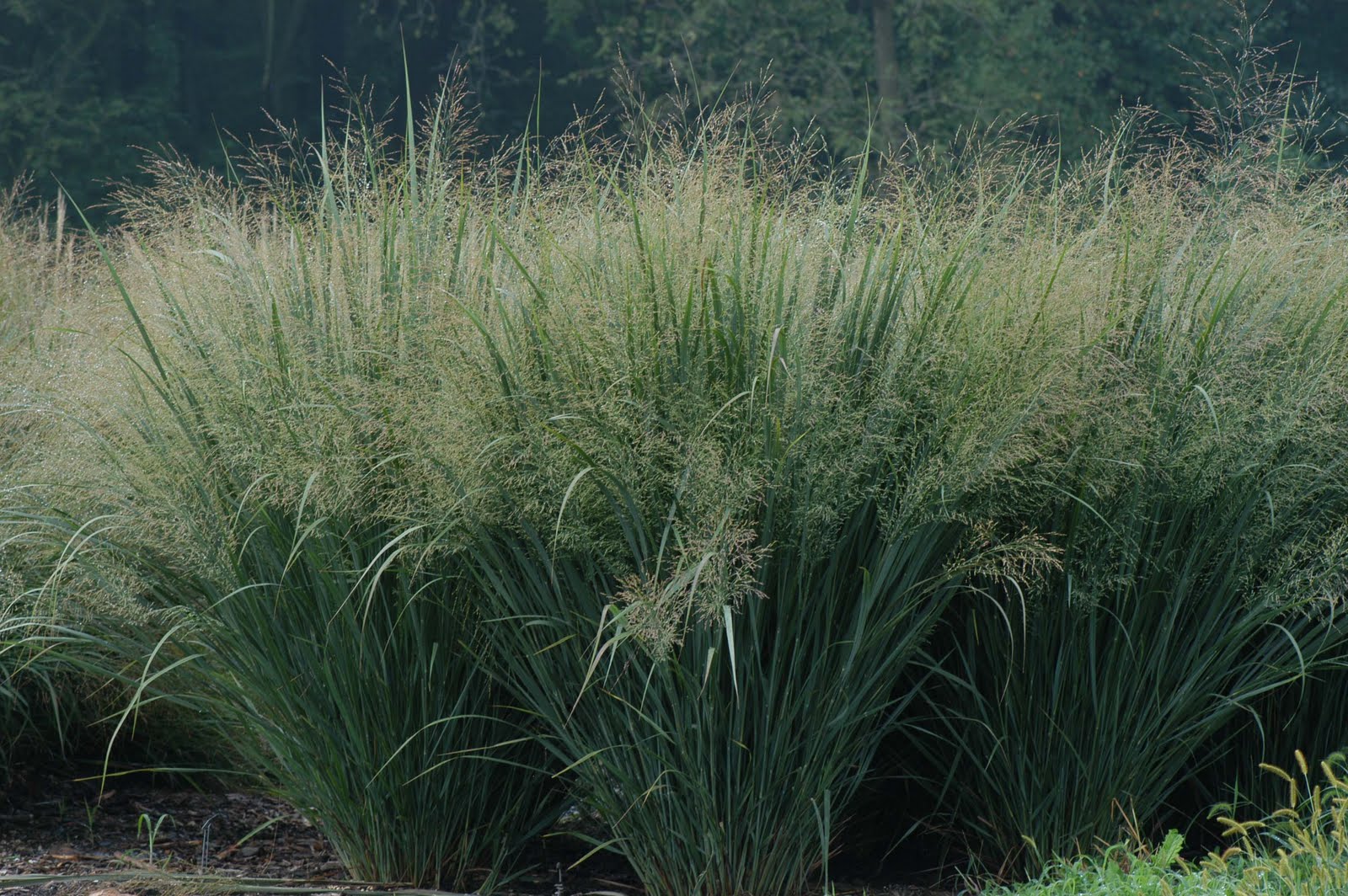 northwind switchgrass.jpg