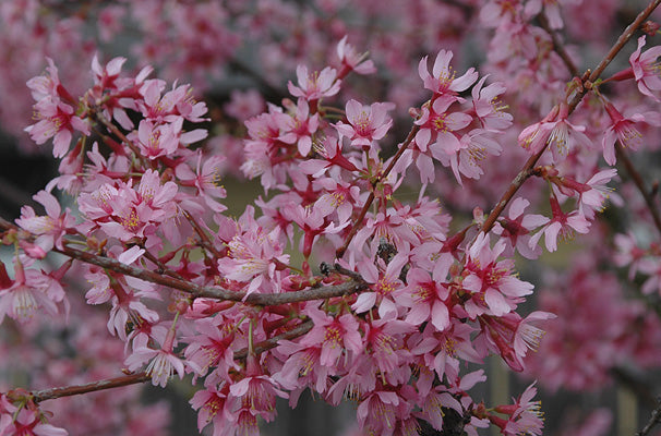 okame-cherry.jpg