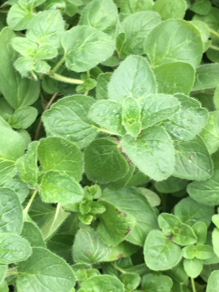 oregano_hot_n_spicy_small.jpg