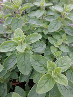 oregano_supreme[1].jpg