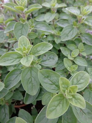 oregano_supreme[1].jpg