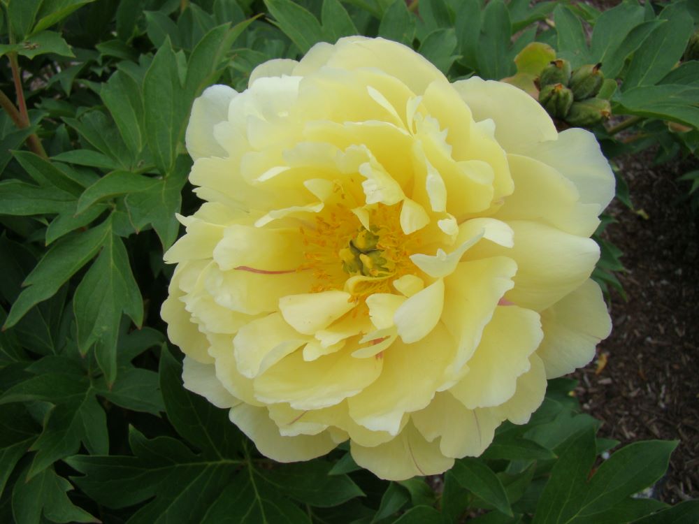 pae-pineapple-fizz-0001.jpg