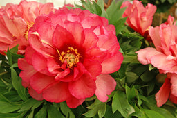 paeonia_julie_rose[1].jpg