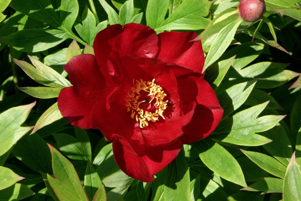 paeonia_scarlet_heaven_small.jpg