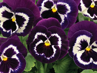 pansy_mammoth_viva_la_violet[1].jpg
