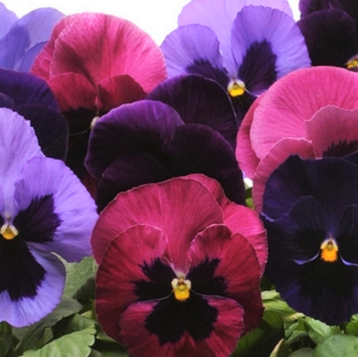 pansy_matrix_amethyst_mix.png