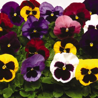 pansy_matrix_blotch_mix.png