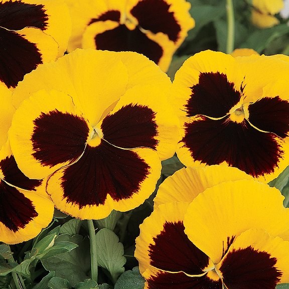 pansy_matrix_yellow_blotch[1].jpg