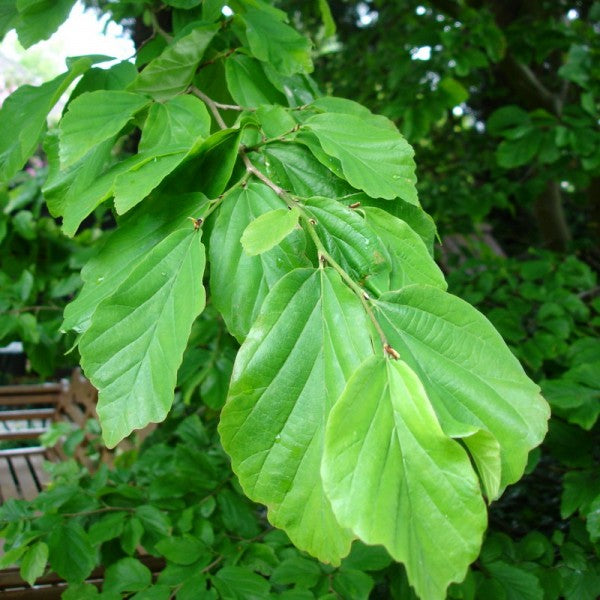 parrotia_persica_pendula[1].jpg