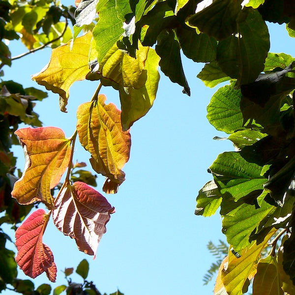 parrotia_persica_vanessa.jpg