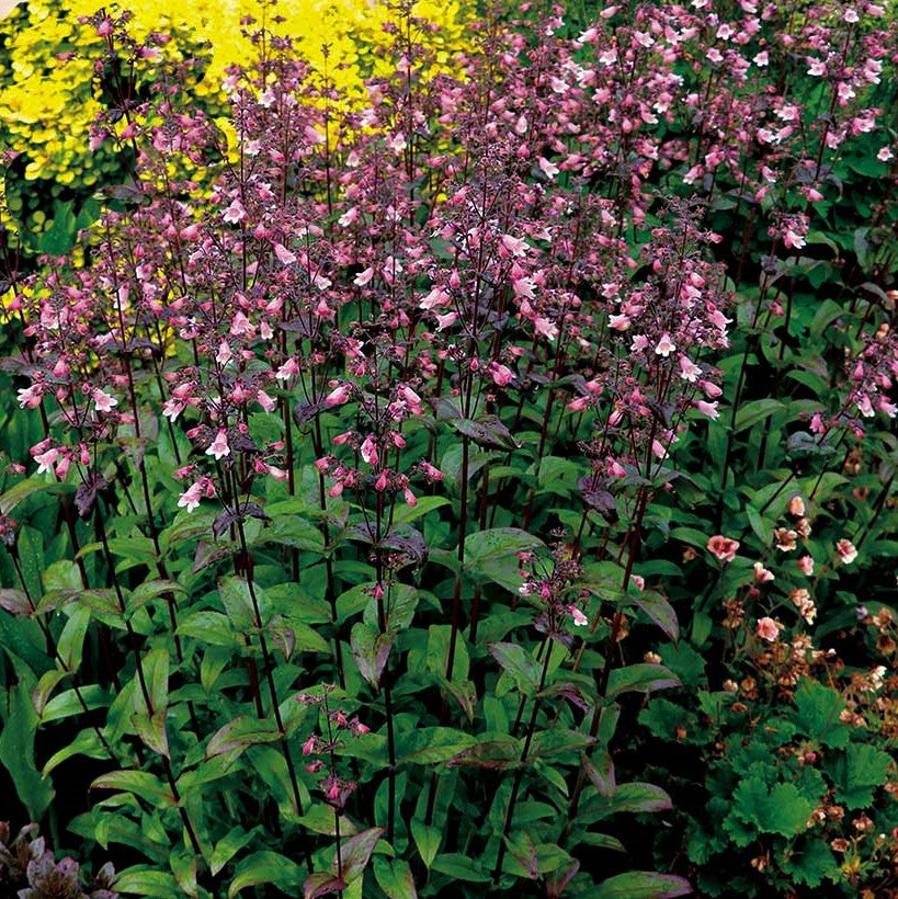 penstemon-dakota-verde_.jpg