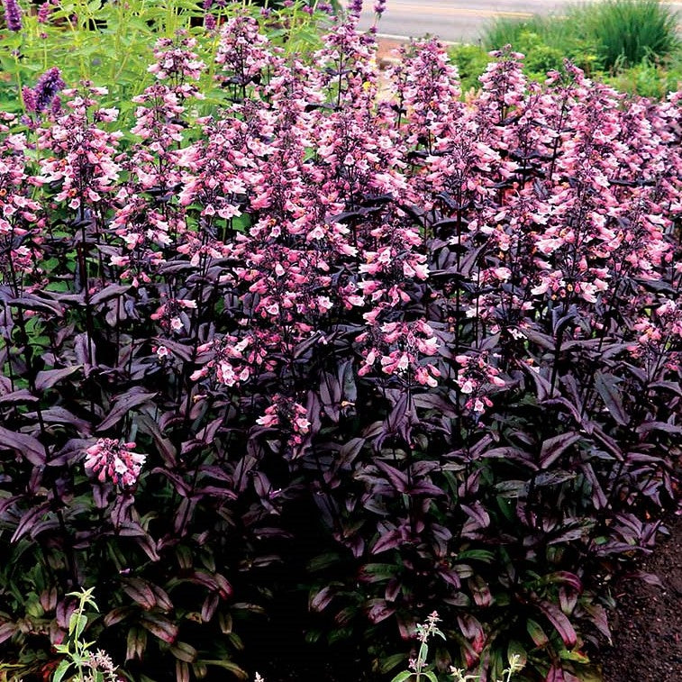 penstemon_dakota_burgundy_.jpg